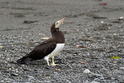 Fou brun - Sula leucogaster - Brown Booby (9).JPG