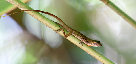 Lézard No1 en cours de détermination Corcovado (2).jpg