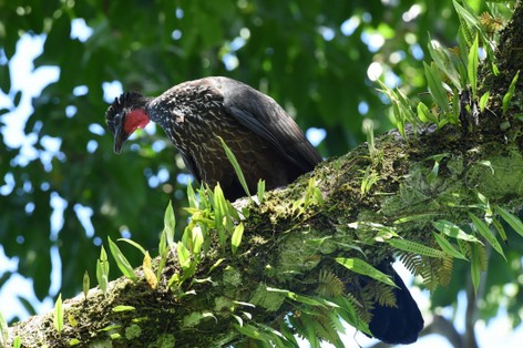 Pénélope panachée - Penelope purpurascens - Crested Guan (1).JPG