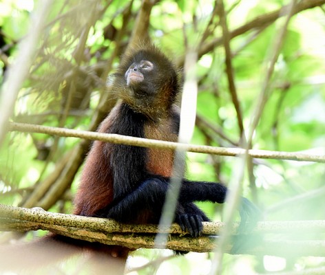 Singe-araignée de Geoffroy - Ateles geoffroyi - Singe-araignée aux mains noires (15).JPG