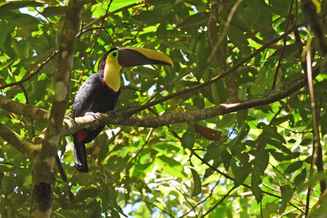 Toucan tocard - Ramphastos ambiguus - Yellow-throated Toucan (21).jpg