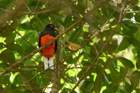 Trogon de Baird - Trogon bairdii - Baird