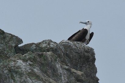 Frégate superbe - Fregata magnificens - Magnificent Frigatebird (43).JPG