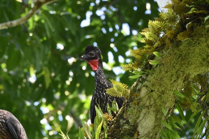 Pénélope panachée - Penelope purpurascens - Crested Guan (19).JPG