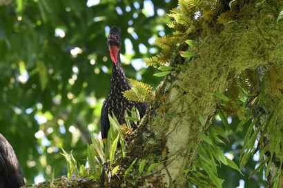 Pénélope panachée - Penelope purpurascens - Crested Guan (22).JPG