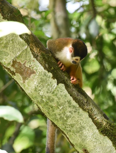 Saïmiri commun - Saimiri sciureus • Singe-écureuil commun, Sapajou jaune (44).JPG