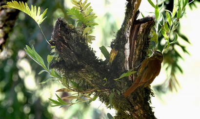 Anabasitte rousse - Margarornis rubiginosus - Ruddy Treerunner (28).JPG
