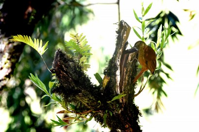 Anabasitte rousse - Margarornis rubiginosus - Ruddy Treerunner (44).jpg