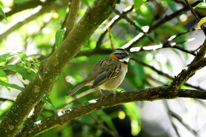 Bruant chingolo - Zonotrichia capensis - Rufous-collared Sparrow (1).jpg