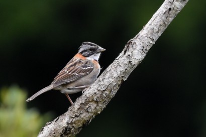 Bruant chingolo - Zonotrichia capensis - Rufous-collared Sparrow (37).JPG