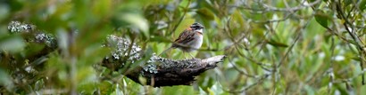 Bruant chingolo - Zonotrichia capensis - Rufous-collared Sparrow (43).JPG