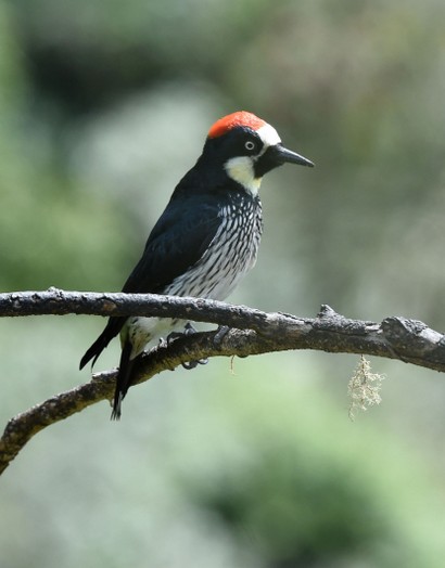 Pic glandivore - Melanerpes formicivorus - Acorn Woodpecker (177).JPG