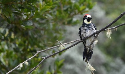 Pic glandivore - Melanerpes formicivorus - Acorn Woodpecker (221).JPG