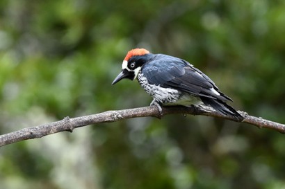 Pic glandivore - Melanerpes formicivorus - Acorn Woodpecker (244).JPG