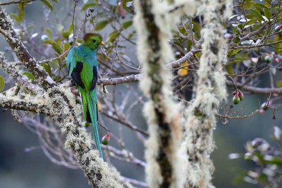 Quetzal resplendissant - Pharomachrus mocinno - Resplendent Quetzal (134).JPG