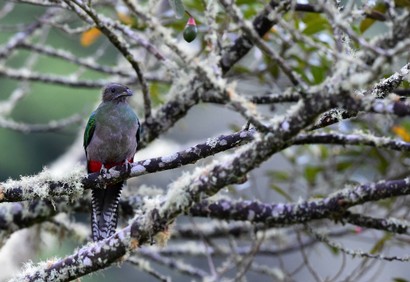 Quetzal resplendissant - Pharomachrus mocinno - Resplendent Quetzal (56).JPG