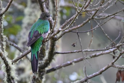 Quetzal resplendissant - Pharomachrus mocinno - Resplendent Quetzal (99).JPG