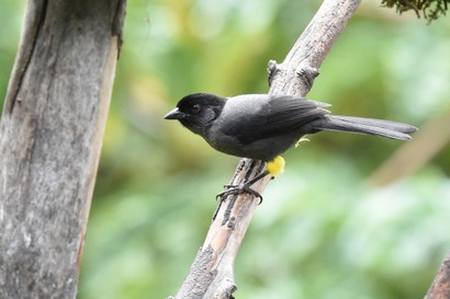 Tohi à cuisses jaunes - Pselliophorus tibialis - Yellow-thighed Finch (32).JPG