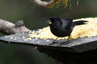 Tohi à cuisses jaunes - Pselliophorus tibialis - Yellow-thighed Finch (64).JPG