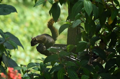 Écureuil à queue rouge - Sciurus granatensis (25).JPG