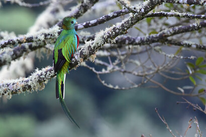 Quetzal resplendissant - Pharomachrus mocinno - Resplendent Quetzal (30).jpg
