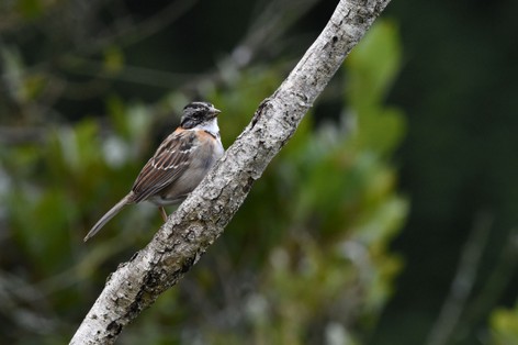 Bruant chingolo - Zonotrichia capensis - Rufous-collared Sparrow (48).JPG