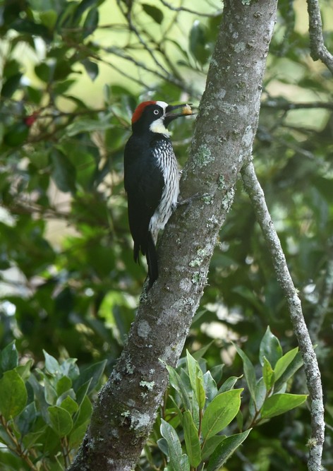 Pic glandivore - Melanerpes formicivorus - Acorn Woodpecker (206).JPG