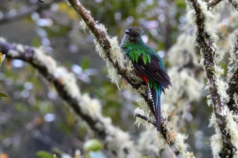 Quetzal resplendissant - Pharomachrus mocinno - Resplendent Quetzal (157).JPG