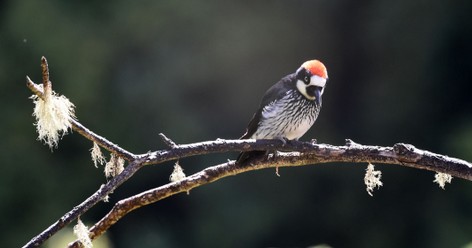 Pic glandivore - Melanerpes formicivorus - Acorn Woodpecker (91).JPG