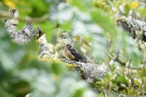 Pic glandivore-Melanerpes formicivorus-Acorn Woodpecker immature (68).JPG