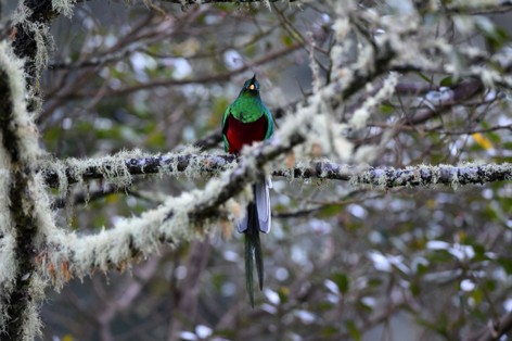 Quetzal resplendissant - Pharomachrus mocinno - Resplendent Quetzal (3).JPG