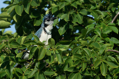 Geai à face blanche - Calocitta formosa - White-throated Magpie-Jay (16).jpg