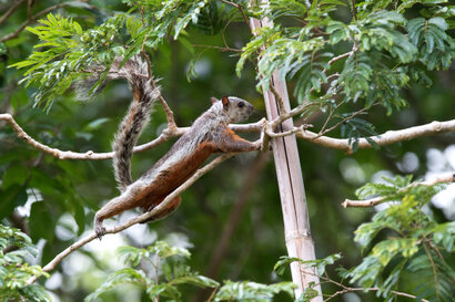 Ecureuil bigarré - Sciurus variegatoides - Variegated Squirrel (34).jpg