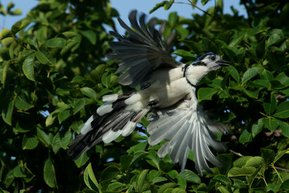 Geai à face blanche - Calocitta formosa - White-throated Magpie-Jay (21).jpg