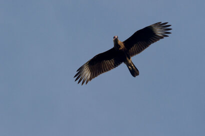 Urubu à tête rouge - Cathartes aura - Turkey Vulture (4).jpg