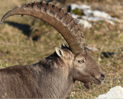 Bouquetins des Alpes-Capra ibex (1).jpg