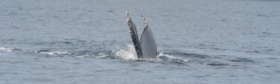 Baleine à bosse - Megaptera novaeangliae • Mégaptère, Jubarte, Rorqual à bosse (112).JPG