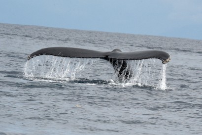 Baleine à bosse - Megaptera novaeangliae • Mégaptère, Jubarte, Rorqual à bosse (270).JPG