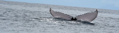 Baleine à bosse - Megaptera novaeangliae • Mégaptère, Jubarte, Rorqual à bosse (284).JPG