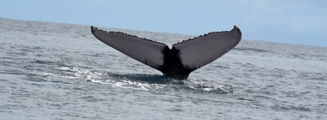 Baleine à bosse - Megaptera novaeangliae • Mégaptère, Jubarte, Rorqual à bosse (279).JPG
