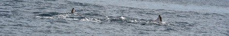 Baleine à bosse - Megaptera novaeangliae • Mégaptère, Jubarte, Rorqual à bosse (289).JPG