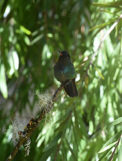 Colibri insigne - Panterpe insignis - Fiery-throated Hummingbird (14).JPG