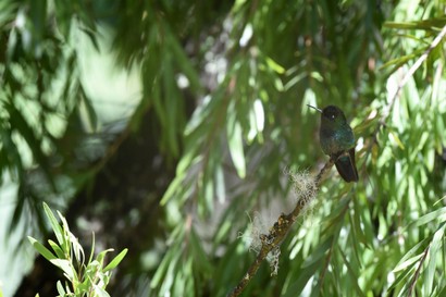 Colibri insigne - Panterpe insignis - Fiery-throated Hummingbird (24).JPG