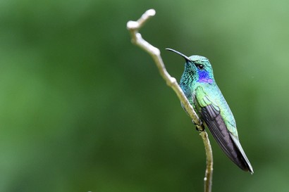 Colibri thalassin - Colibri thalassinus - Mexican Violetear (156).JPG