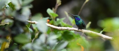 Colibri thalassin - Colibri thalassinus - Mexican Violetear (187).JPG