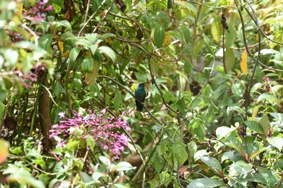 Colibri thalassin - Colibri thalassinus - Mexican Violetear (63).JPG