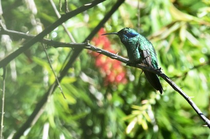 Colibri thalassin - Colibri thalassinus - Mexican Violetear (9).jpg