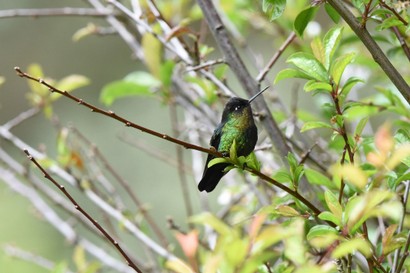 Colibri insigne - Panterpe insignis - Fiery-throated Hummingbird (44).JPG