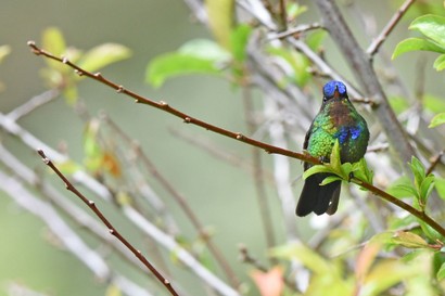 Colibri insigne - Panterpe insignis - Fiery-throated Hummingbird (59).JPG