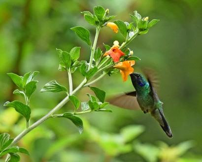 Colibri thalassin - Colibri thalassinus - Mexican Violetear (180).JPG